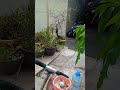Nemenin anak bermain di luar #shortvideo
