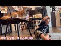 お盆休みののんびりお家時間👦🏻📺 坊っちゃんと柴犬おいも🐕🏠【おいもと坊っちゃんの日常#280】