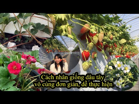 Video: Nhân giống cây dâu tây Nhật Bản: Mẹo để trồng cây dâu tây Nhật Bản