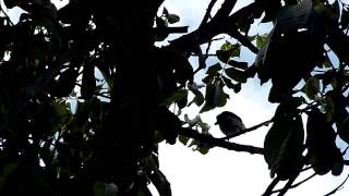 Chirpy bird on my Kenyan Safari