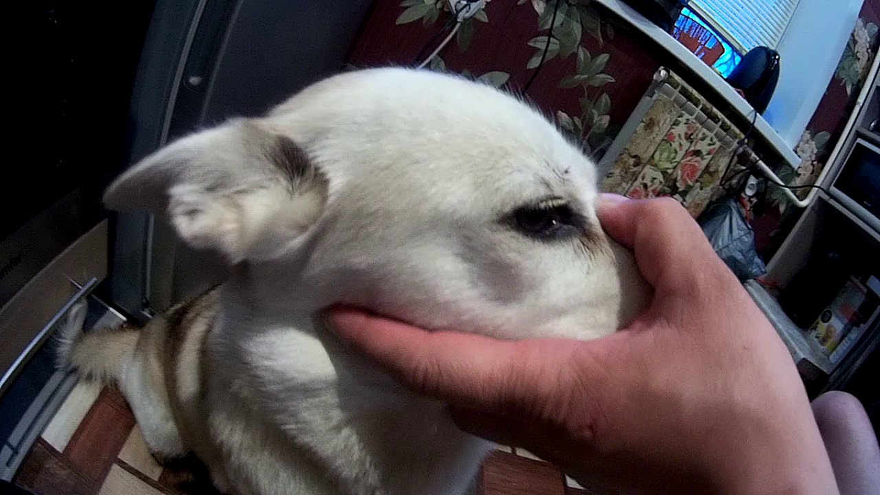 КЛЕЩИ атакуют(((. Удаляем клеща у собаки !!! - YouTube