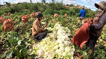 Thời bão giá: Đi mót RAU CỦ QUẢ được xếp vào ngành nghề triển vọng.