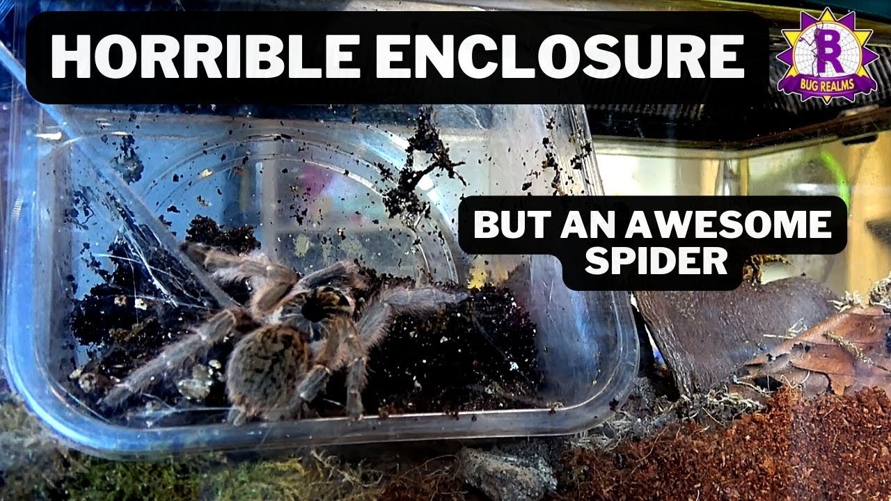 Housing a TARANTULA into an enclosure i HATE!