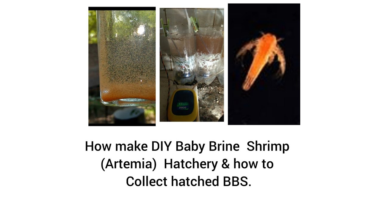 How to make DIY Baby Brine Shrimp (Artemia) hatchery ...