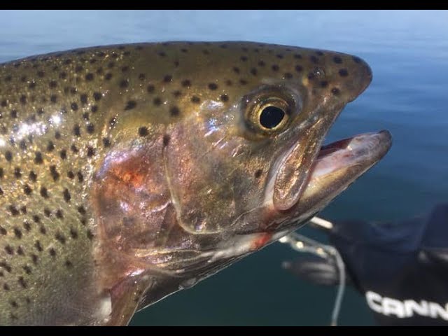 Custom Wiggle Hoochies For More Trout & Salmon: VLOG No 50 