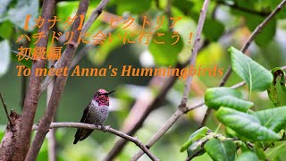 カナダ　ビクトリア　ハチドリに会いに行こう　初級編 To Meet Annas Hummingbirds