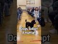 🐕🫶 Shelter dogs choose their human—and never look back #animal #dog #adoption