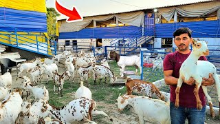 बिहार का सबसे बड़ा बकरी फार्म | Bihar ka sabse bada goat farm | Goat farming