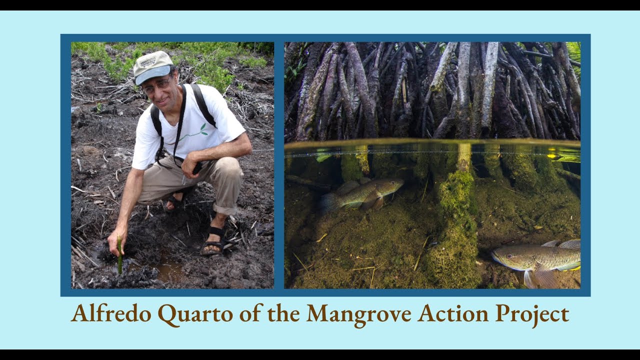Amazing Mangroves and the Global Climate with Alfredo Quarto