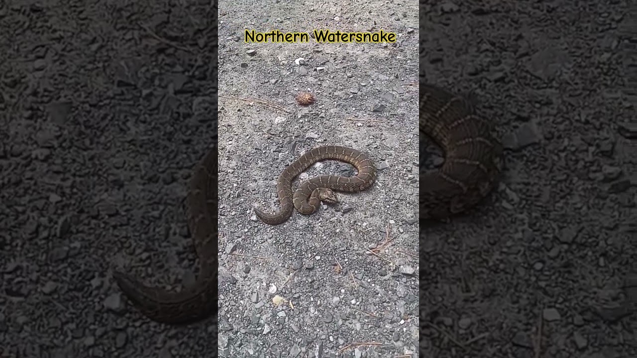 Helping a Northern Watersnake: PART 1