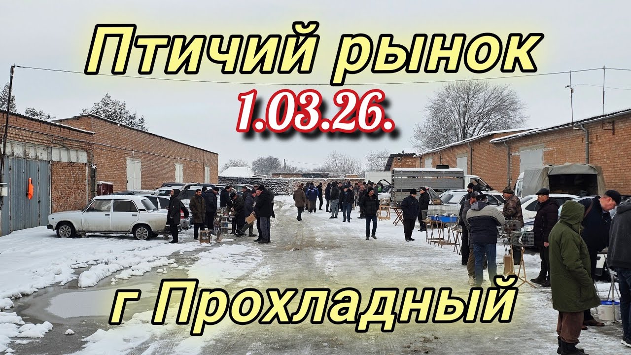 Голуби цены Птичий рынок г Прохладный