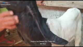 Bin Bendol Bin Tejdo bin mr. Bejo#etawakaligesing#ranaugoatfarm