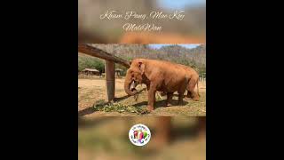#Elephant Sisterhood  - 🐘🩷🐘 A beautiful bond between 3 #rescued elephants - #animals
