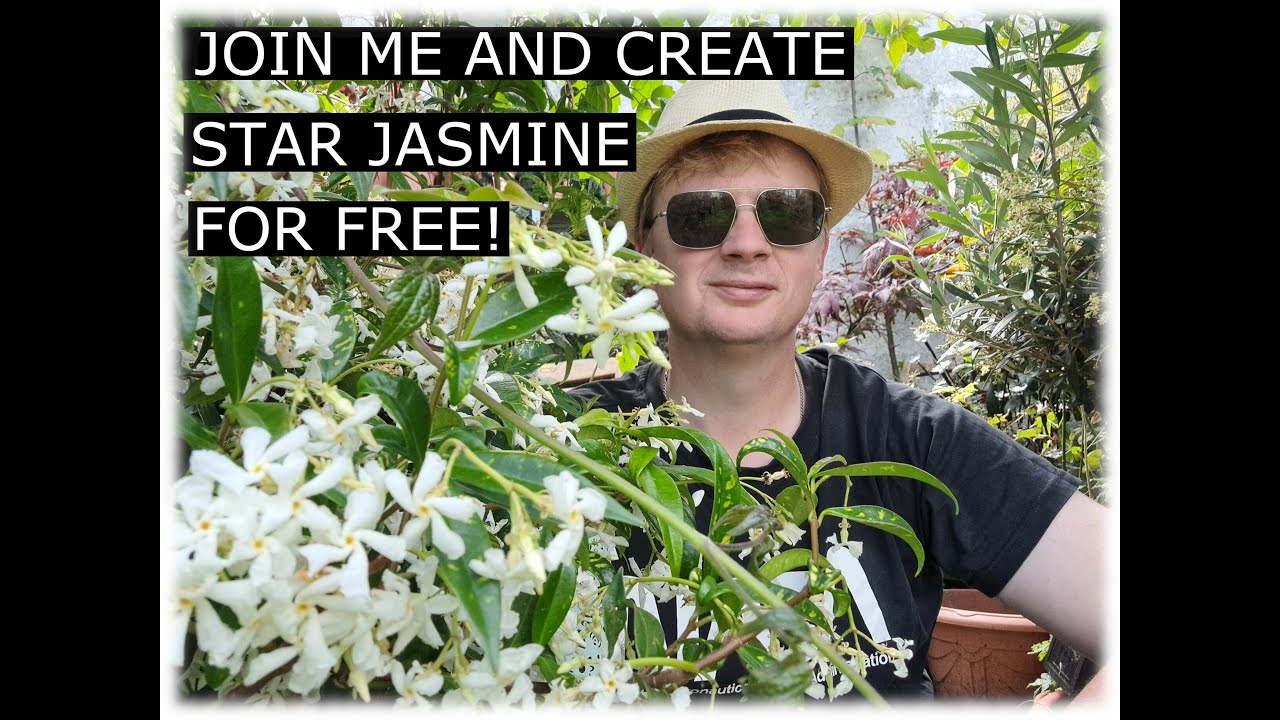 How to take cuttings of Star Jasmine and have a fragrant garden for free!