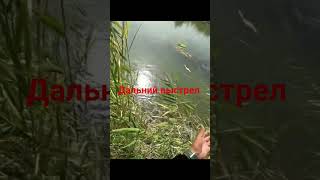 рыбалка дальний выстрел отличный амур #fishing #рыбалка #2025
