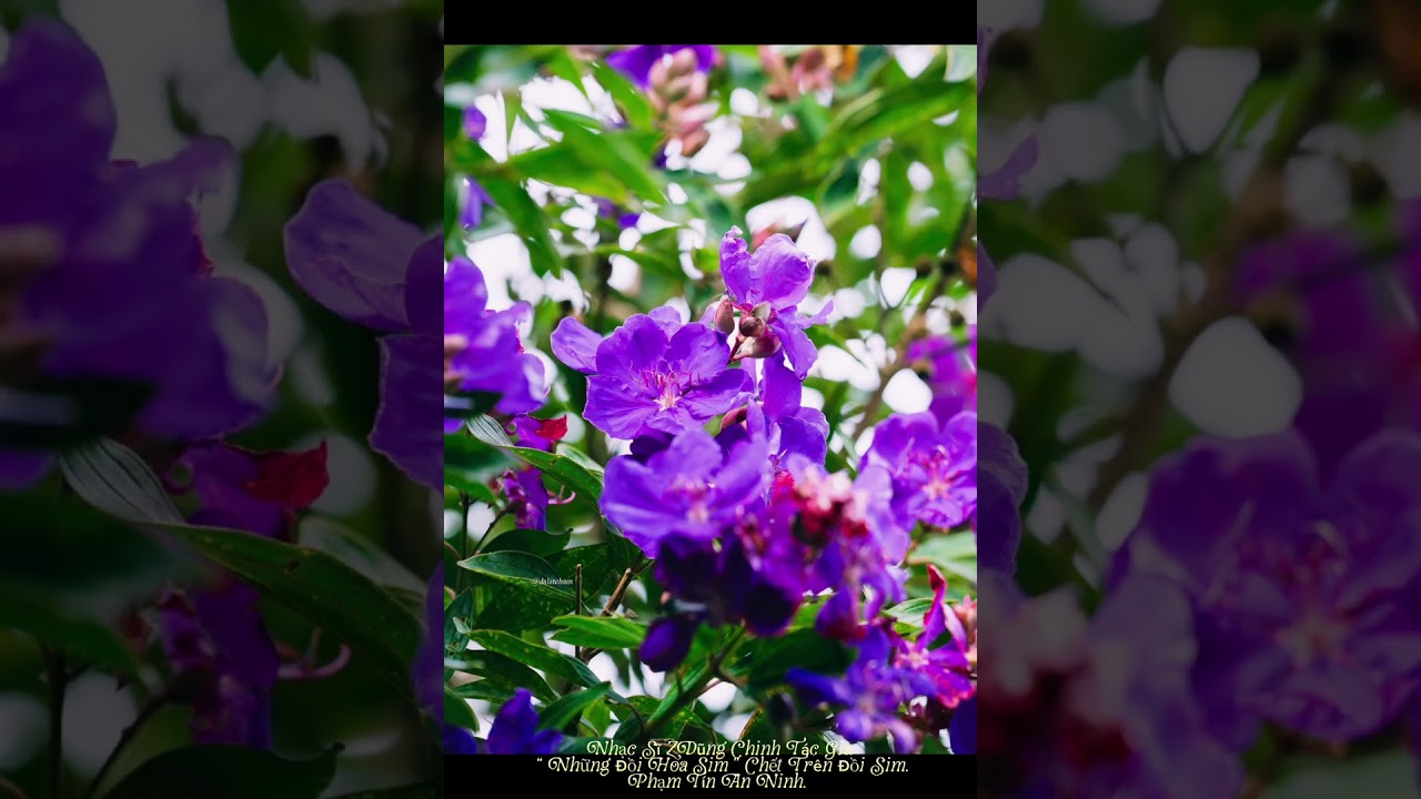 Nhạc Sĩ ZDũng Chinh Tác Giả “ Những Đồi Hoa Sim ” Chết Trên Đồi Sim. Phạm Tín An Ninh. 