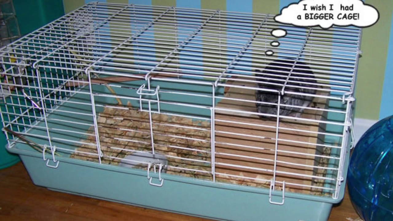 Good/Bad Cages For Chinchillas YouTube