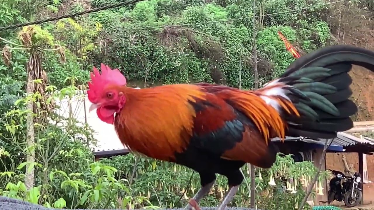 Coj peb log saib kuv rov qaib dib 