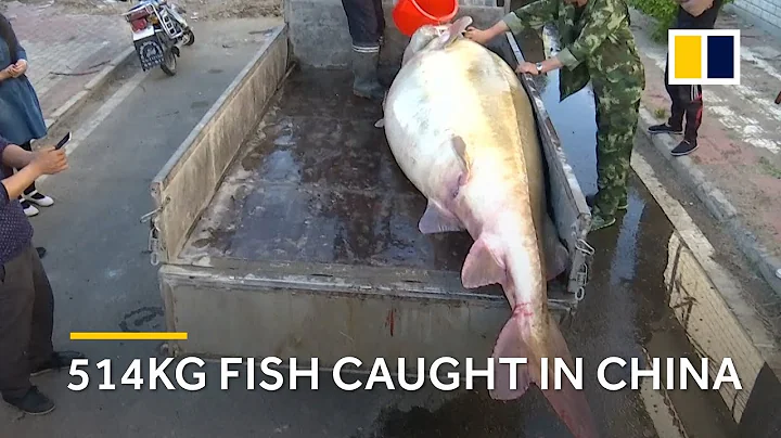 514kg endangered kaluga sturgeon caught in China - DayDayNews