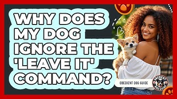 Why Does My Dog Ignore The 