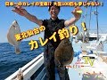 100匹釣れる！東北仙台のカレイ釣り の動画、YouTube動画。