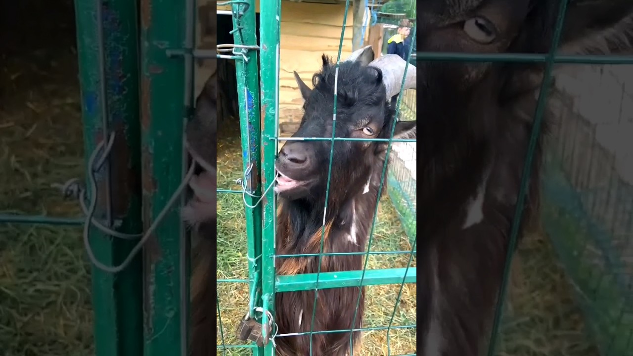 THIS GOAT CAN OPEN THE GATE.FARM ANIMALS.SHORTS.