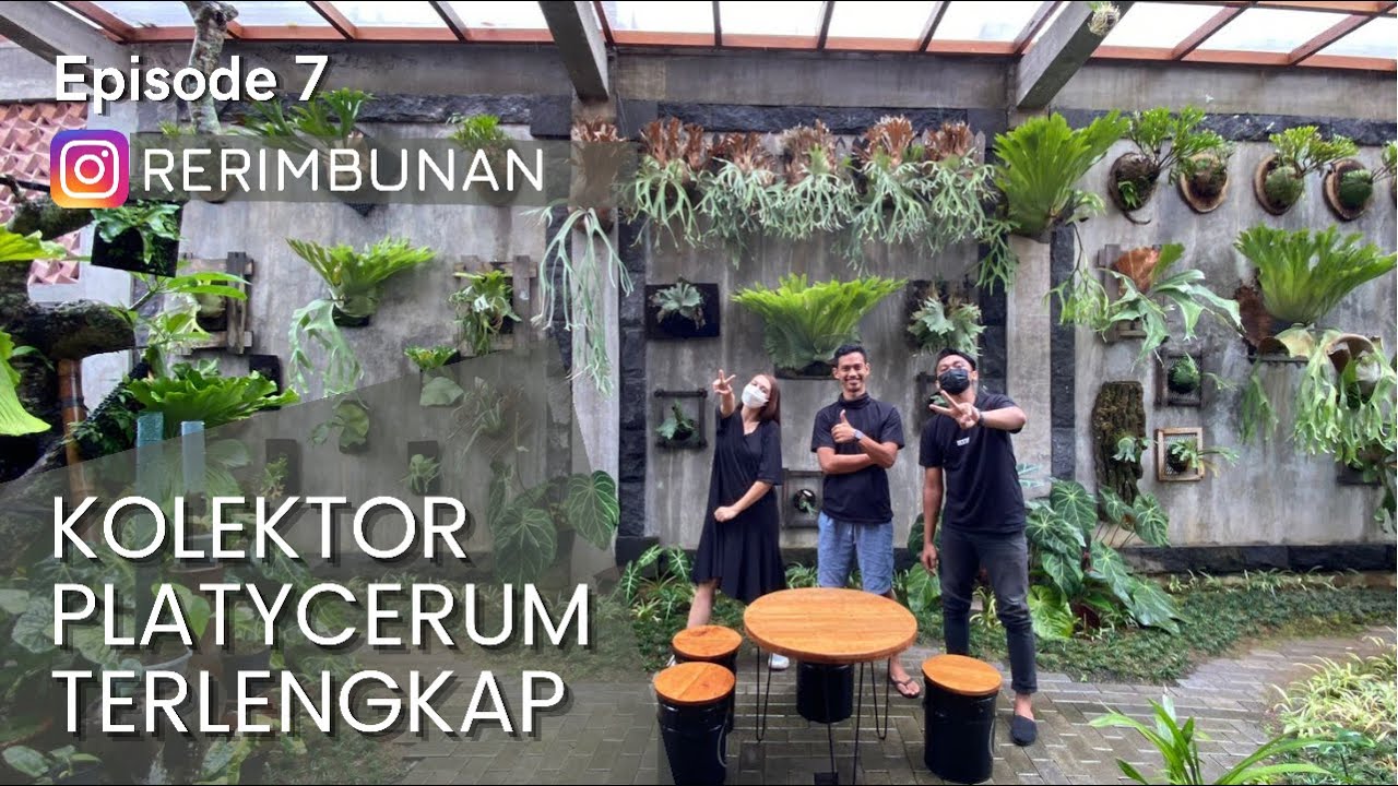 Kenalan sama Platycerium/ Garden tour - taman huru hara