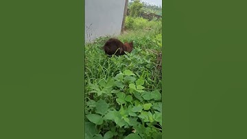 mông cộc đuôi thú cưng happy dog