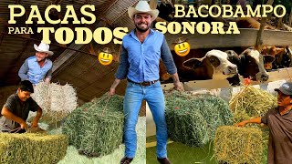 REGALANDO PACAS para el ganado, a la gente de Bacobampo, Sonora | Alimento para el ganado.