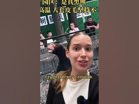 Niedźwiedź czy człowiek w kostiumie?🤭 newsnadziś YouTube