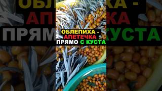 Облепиха - аптечка прямо с куста! #облепиха #здоровье #рецепт #польза #здоровоепитание #еда #пп