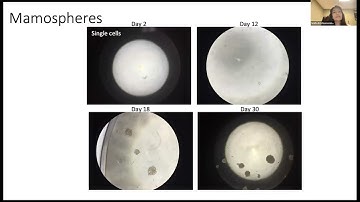 Deep Geometric Methods for Learning Dynamic Interactions from Cellular Data- Smita Krishnaswamy, PhD
