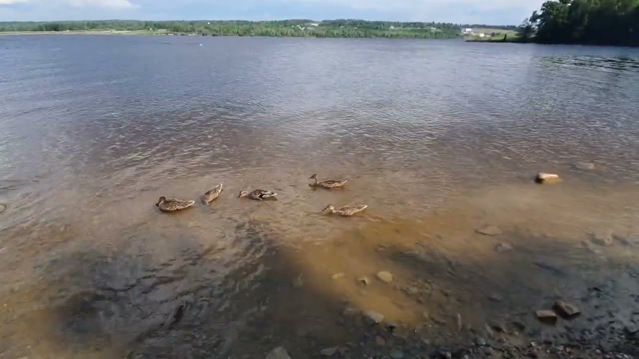 Cute Mallard Duck Enjoying the Water 🦆