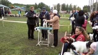 Моно выставка ранга ПК. Омск. 25.05.14 Моно выставка ранга ПК. Омск. 25.05.14