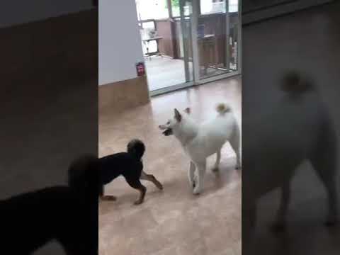 渡邉昌次ブリーダーからお迎えした柴犬：楽助くん