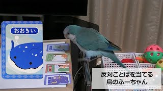 反対ことばを当てる鳥: Bird Tricks (High Difficulty Level) オキナインコ ふーちゃんの芸