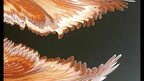 'Owlvin Returns!' DecoArt Copper really brings thi...