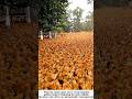 Mind-Blowing Scale: Tens of Thousands of Free-Range Chickens Take Over the Farm