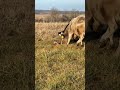 Angry Cows Fiercely Attack a Fox to Protect Their Herd