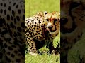 wild on their own mood #wild #wildlife #forest #cheetah #Africa