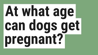 At what age can dogs get pregnant?