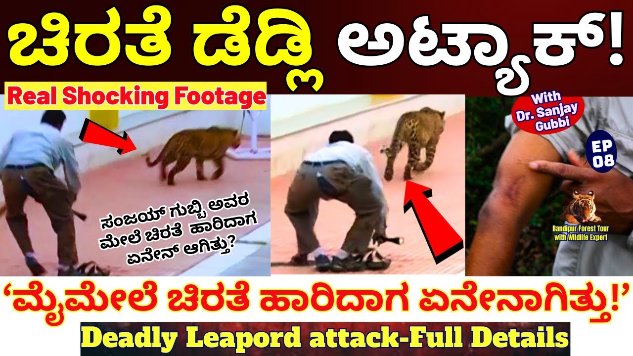 'ಮೈಮೇಲೆ ಹಾರಿದ ಡೆಡ್ಲಿ ಚಿರತೆ! ಕೈಗೆ ನಾಟಿದೆ 4 ಹಲ್ಲು! ಅಂದು ಏನೇನಾಗಿತ್ತು!!'-E08-Dr.Sanjay Gubbi-Bandipur