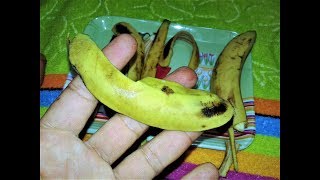 لن تتخيل ماهى فوائد واستخدامات قشر الموز ,, كنز عجيبة للموز !!!