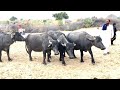 10 kundhi buffalo in forest