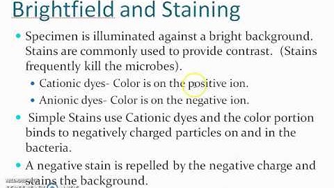 Brightfield and Stains