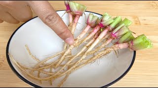 菠菜根不要再扔掉了，放水中泡一泡，作用真是厉害了，看完回家试试。【美食彩味 VS 明玥美食 Magic Food】 、【菠菜根】