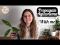 Aglaonema propagation