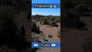 Pingüinos en Estancia San Lorenzo (Chubut, Argentina 🇦🇷)