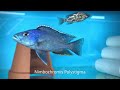 Integral Aquatics Nimbochromis Polystigma
