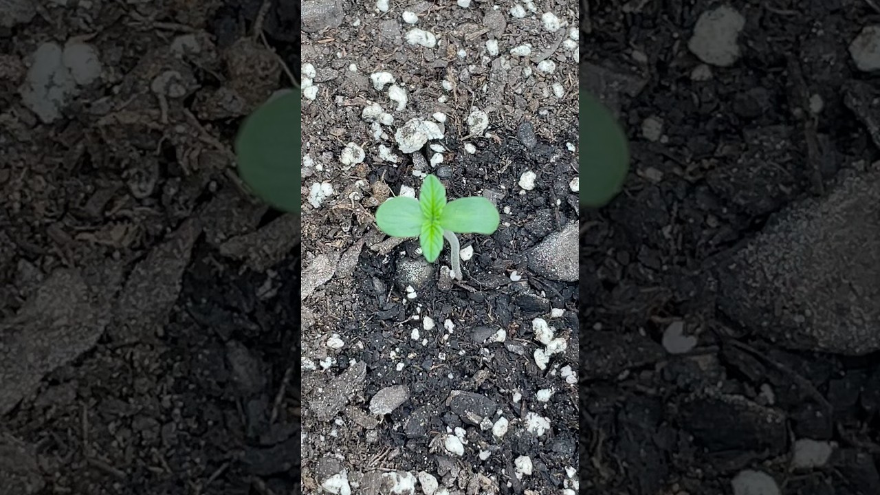 Seedling Top View 👌 